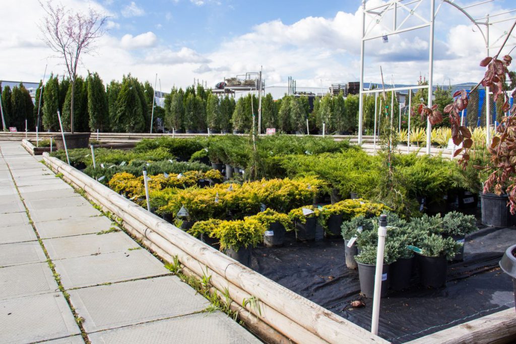 Art Knapp Kamloops Nursery