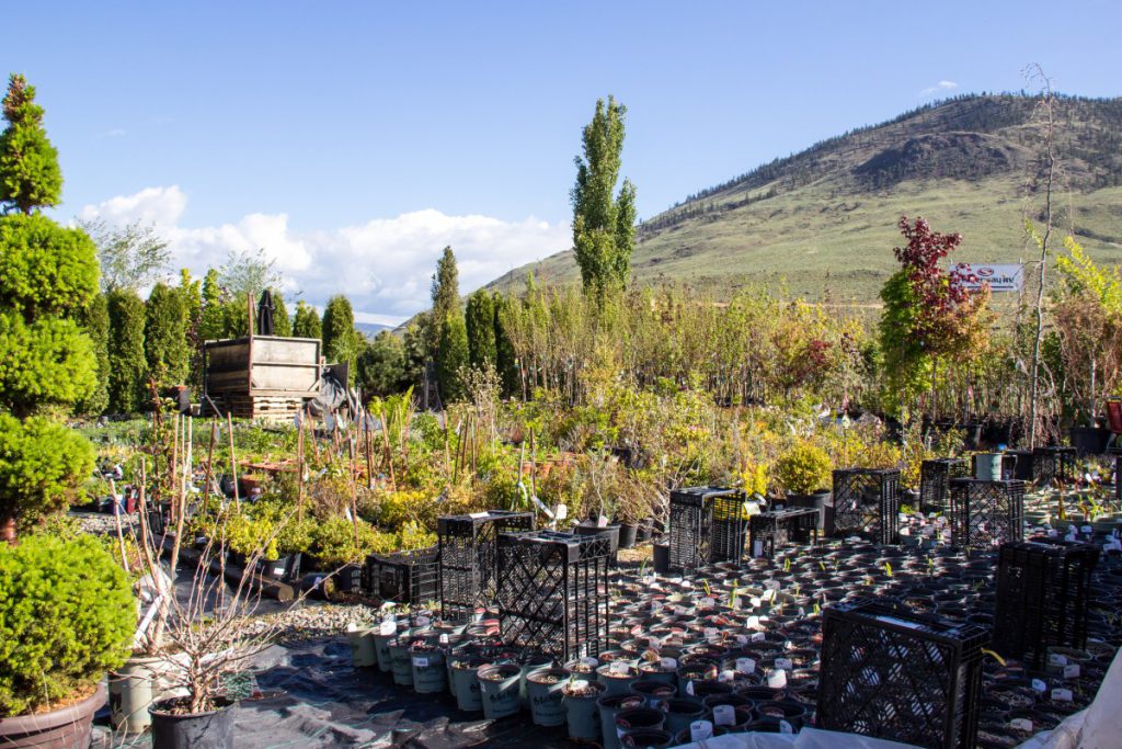 Art Knapp Kamloops Nursery