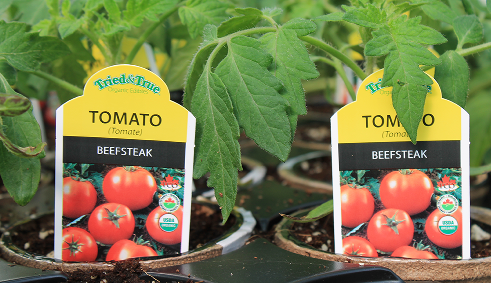 beefstake tomatoes grow your own delicious