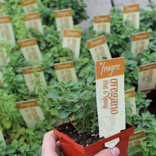 Herb Garden - Oregano, Dill, Mint, Parsley - Growing Herbs