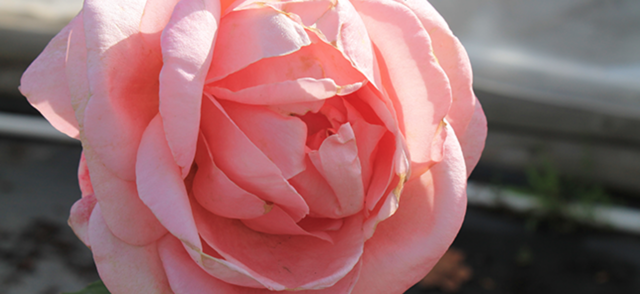 roses monthly calendar schedule bloom rose garden
