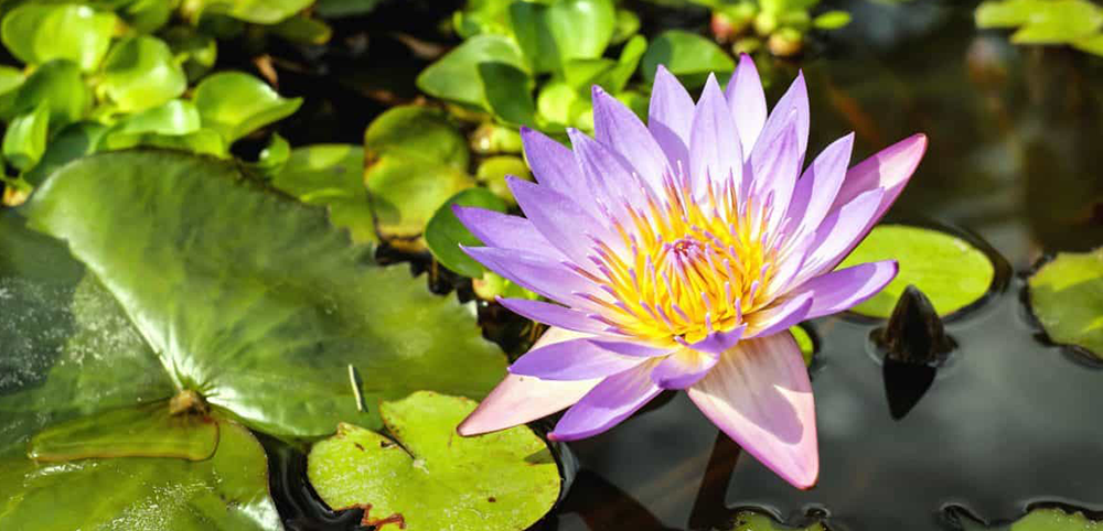 water lilies lily pond flower aquatic plant plants garden gardening