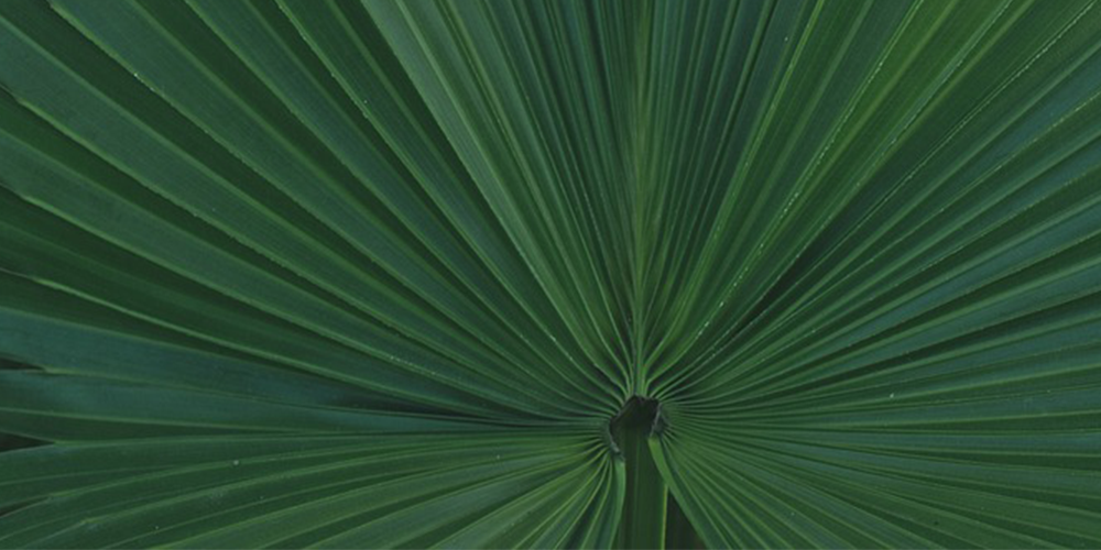florida tropicals palm feature
